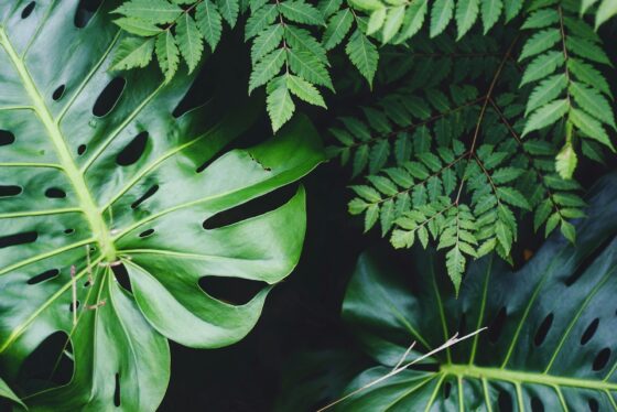 Choosing the Perfect Plants for Your Home Garden at a Local Plant Nursery